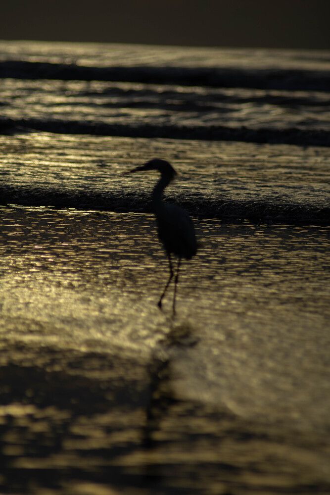 Sunrise egret