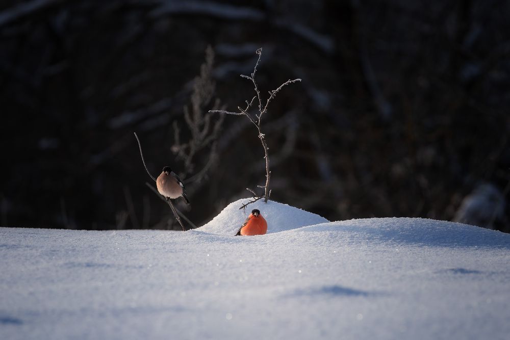 Photograph by Загруев Михаил