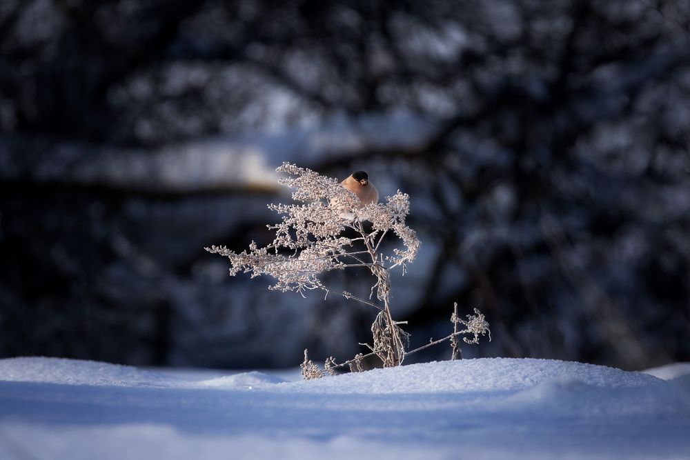 Photograph by Загруев Михаил