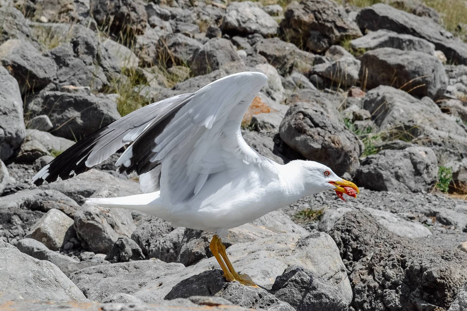 Фотография #13250236