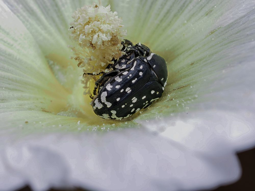 Photograph by Alena Redko