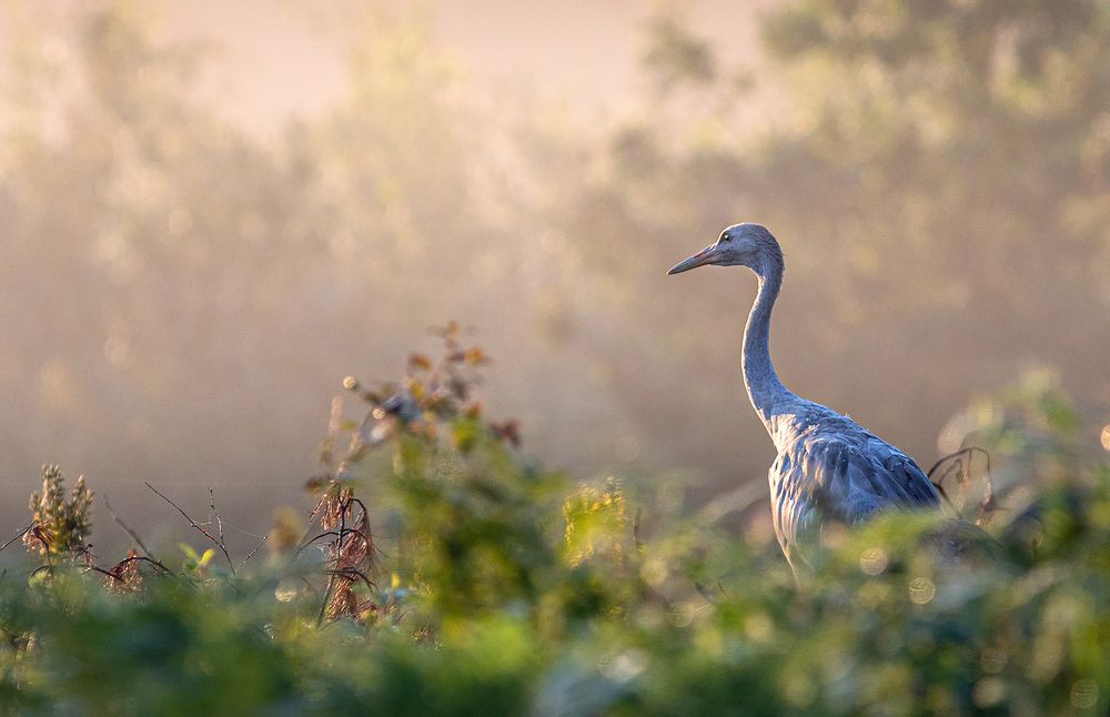 Фотография автора Андрей Гринев