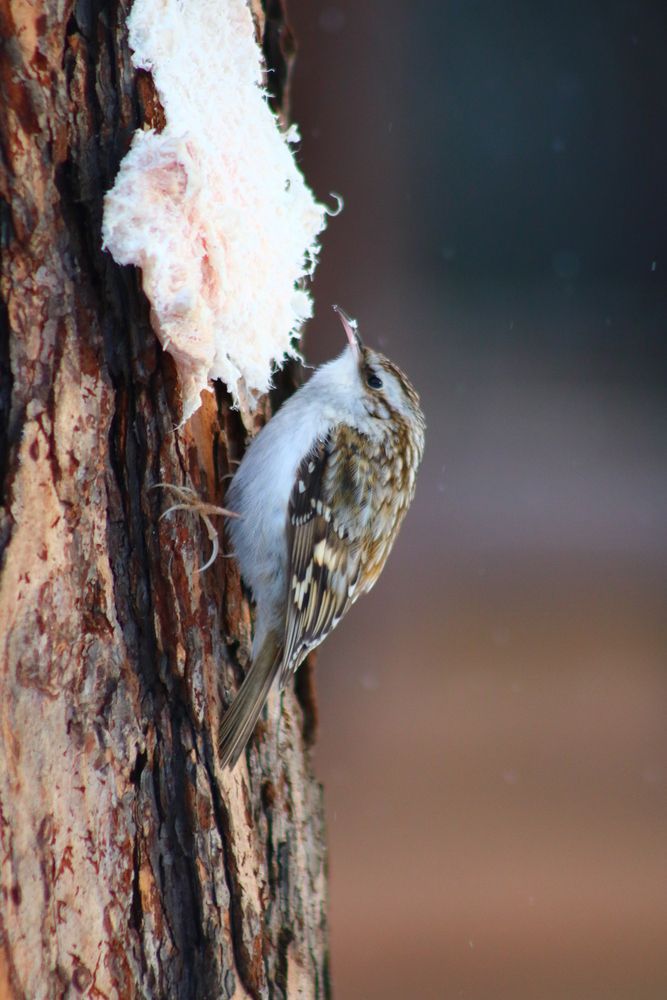 Photograph by Светлана Шуткова