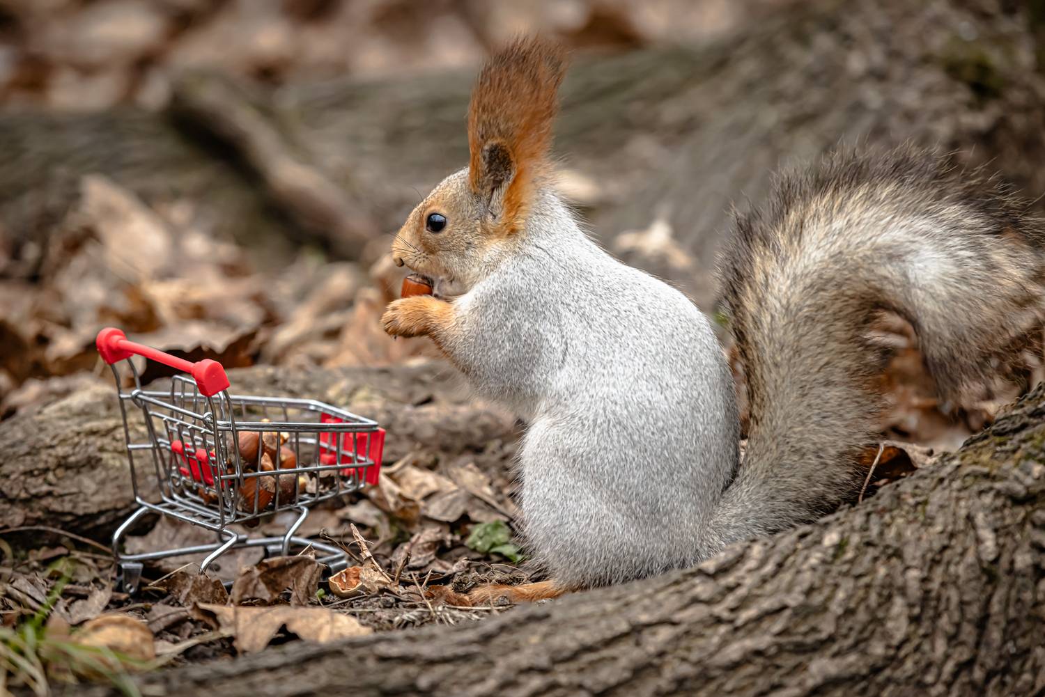 Фотография #13250402