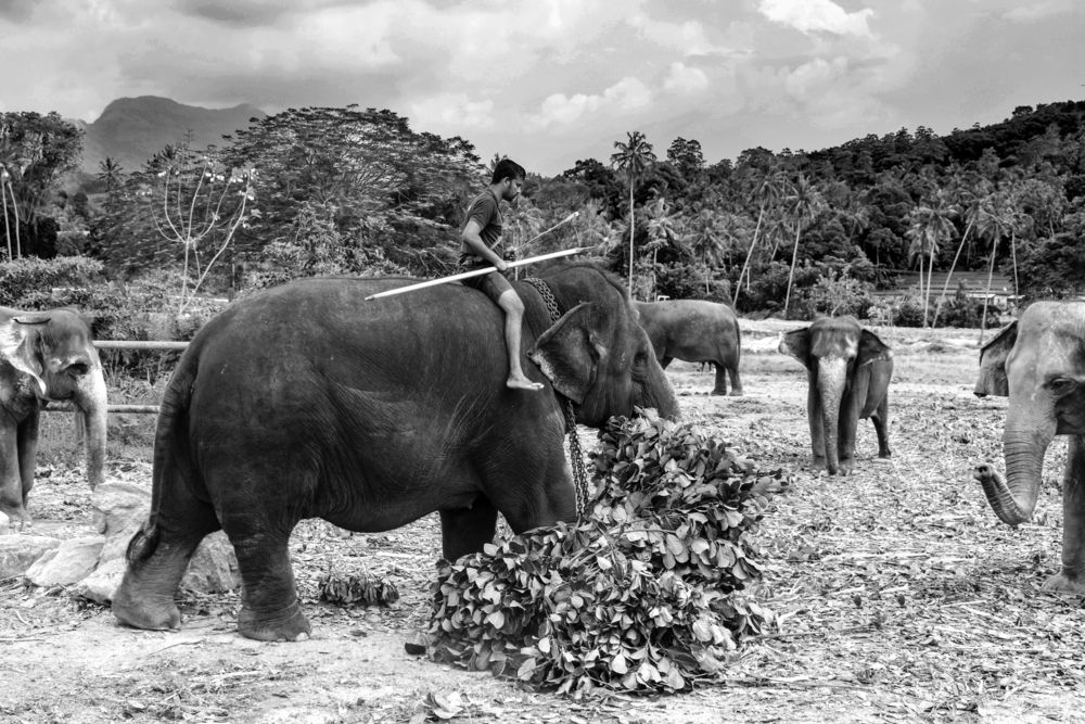 Photograph by Владимир Рогулькин