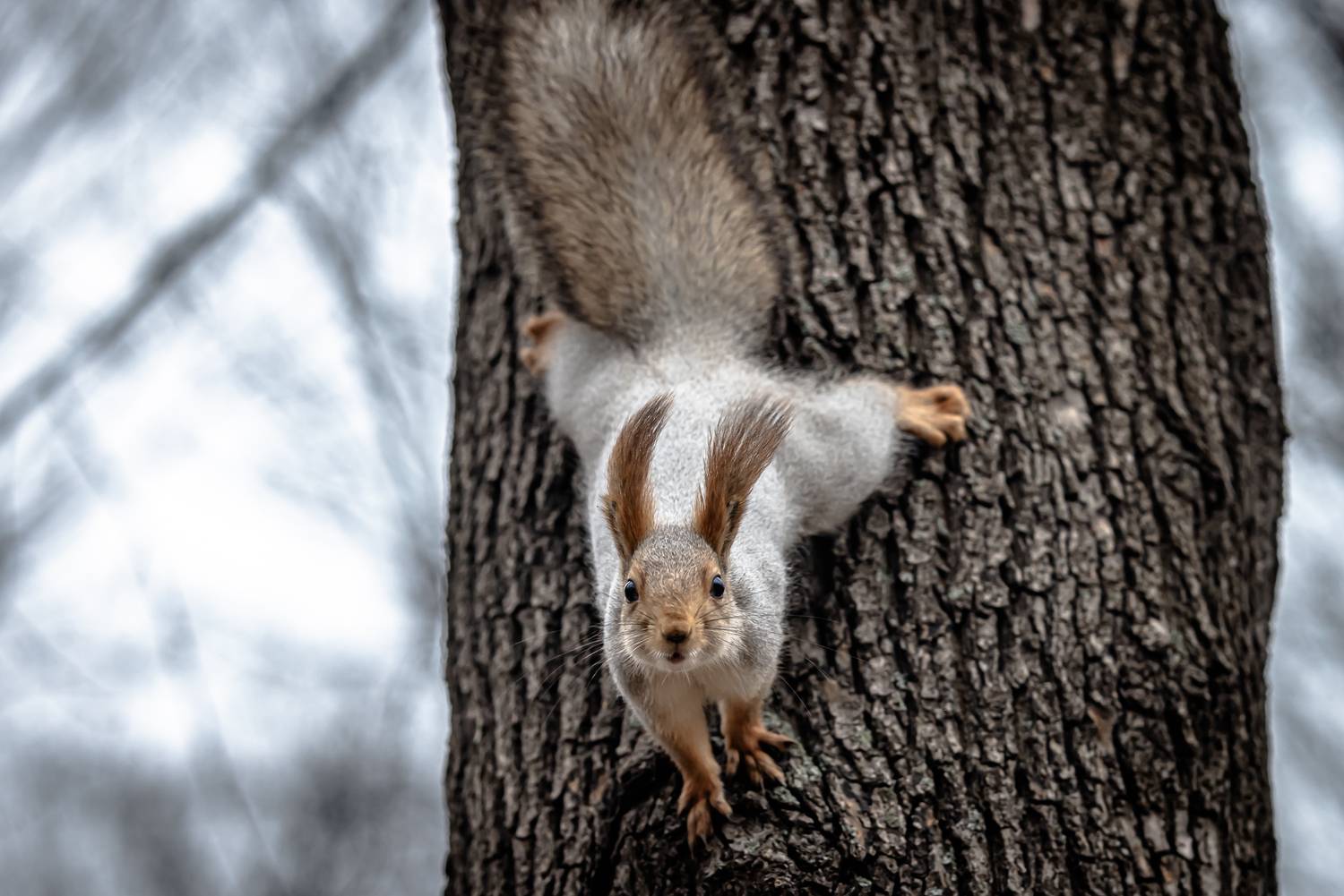 Фотография #13250544