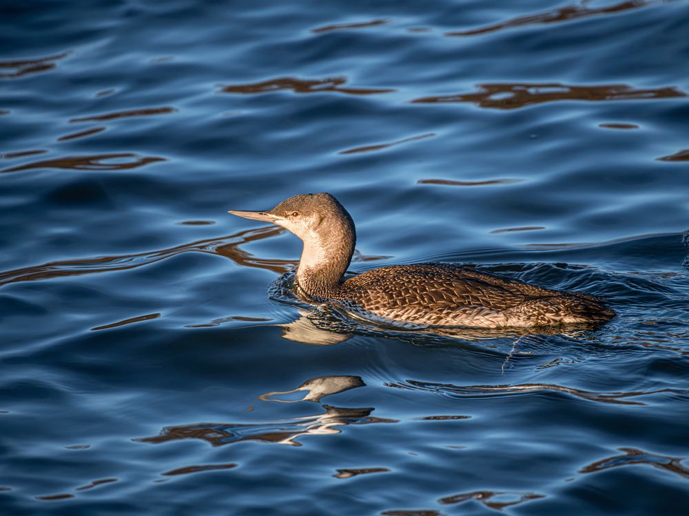Фотография автора Николай Абакумов