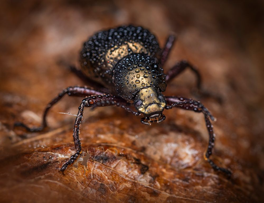 Photograph by Valdir Hobus