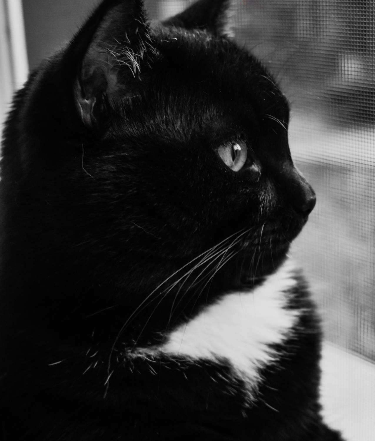 Photo #13250678
