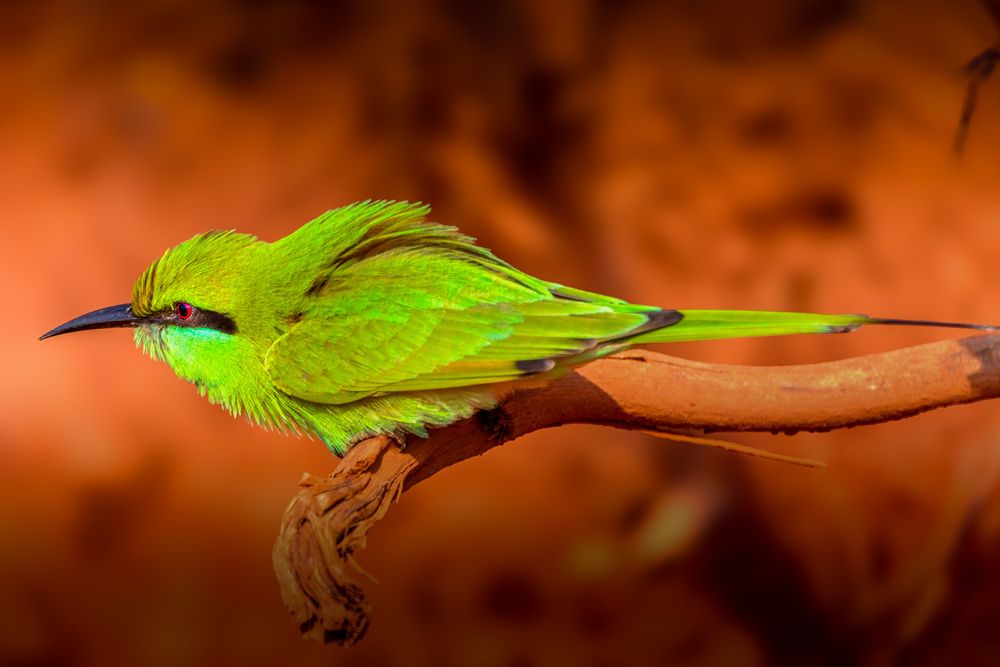 Photograph by Ayan Bhattacharya