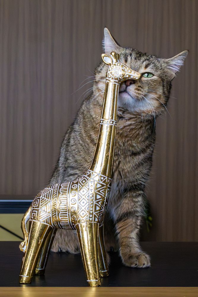 Маскировка уровень \"Кот\"