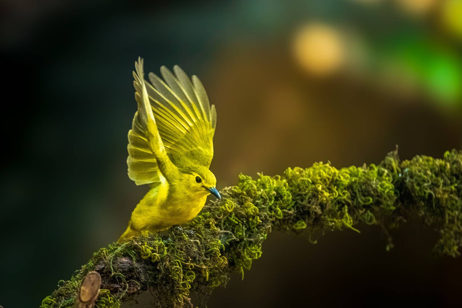 Yellow Browed Bulbul Yellow Browed Bulbul