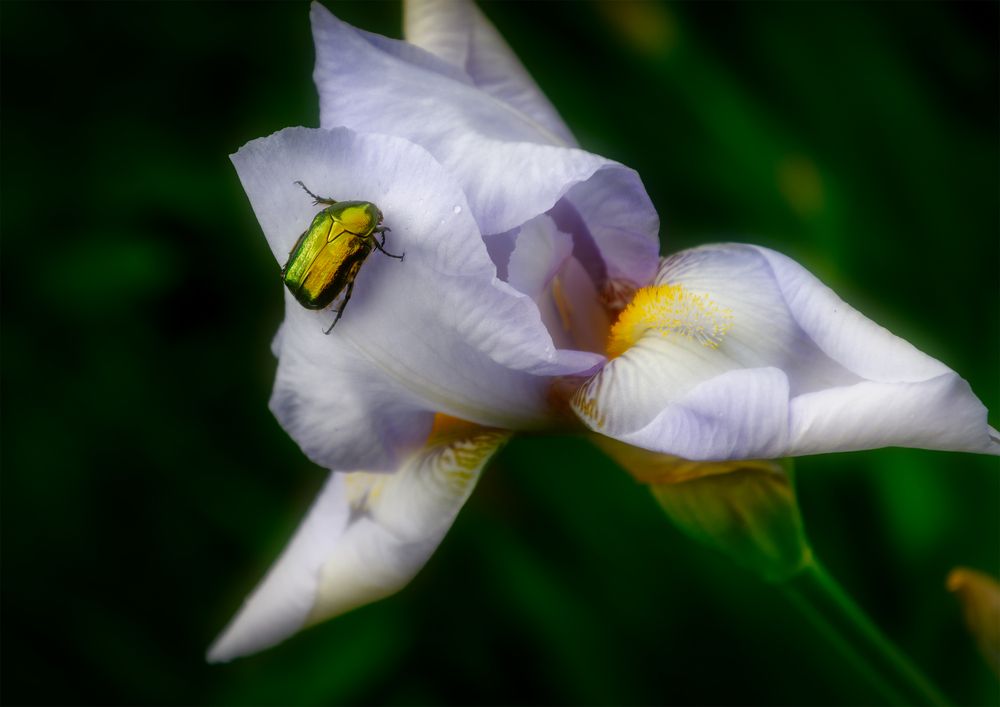 Photograph by Владимир Кваша