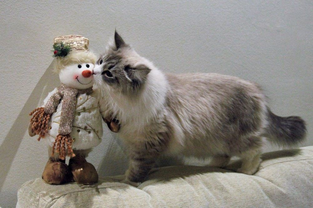 Winter Kiss