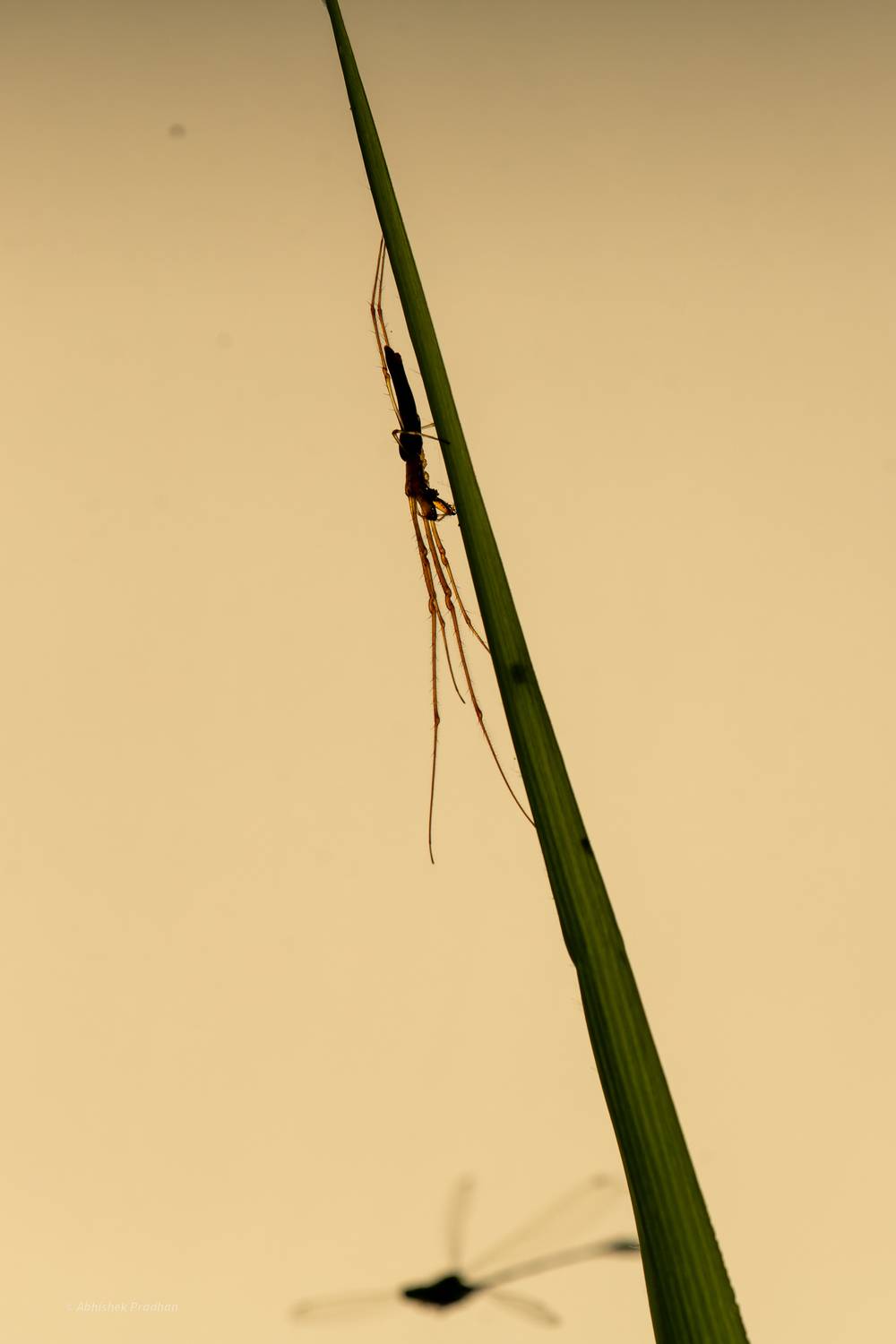 Photo #13251085