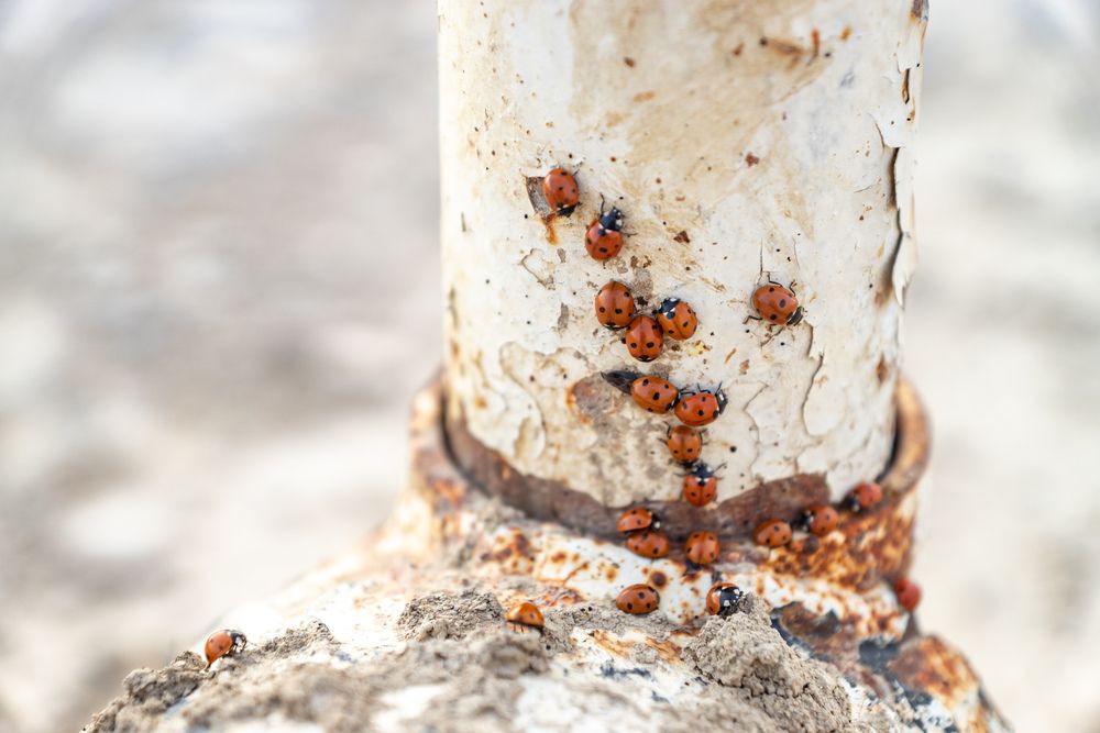 Photograph by Наталья Пилипенко