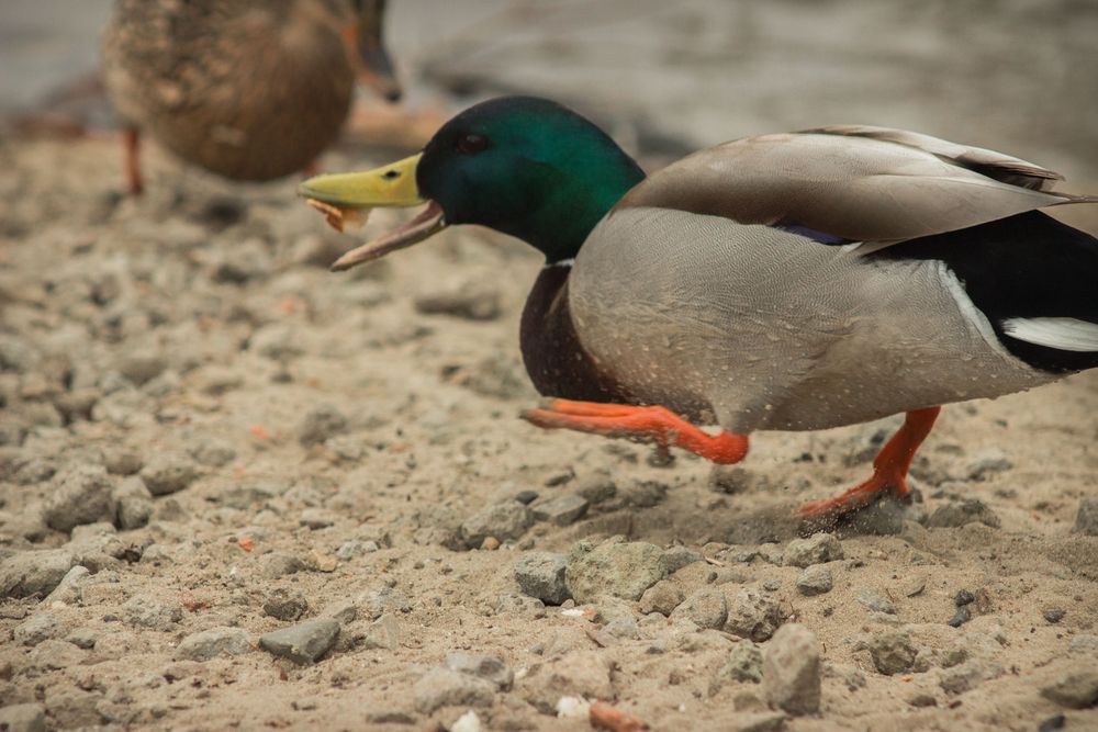 Photograph by Елена Ибрагимова