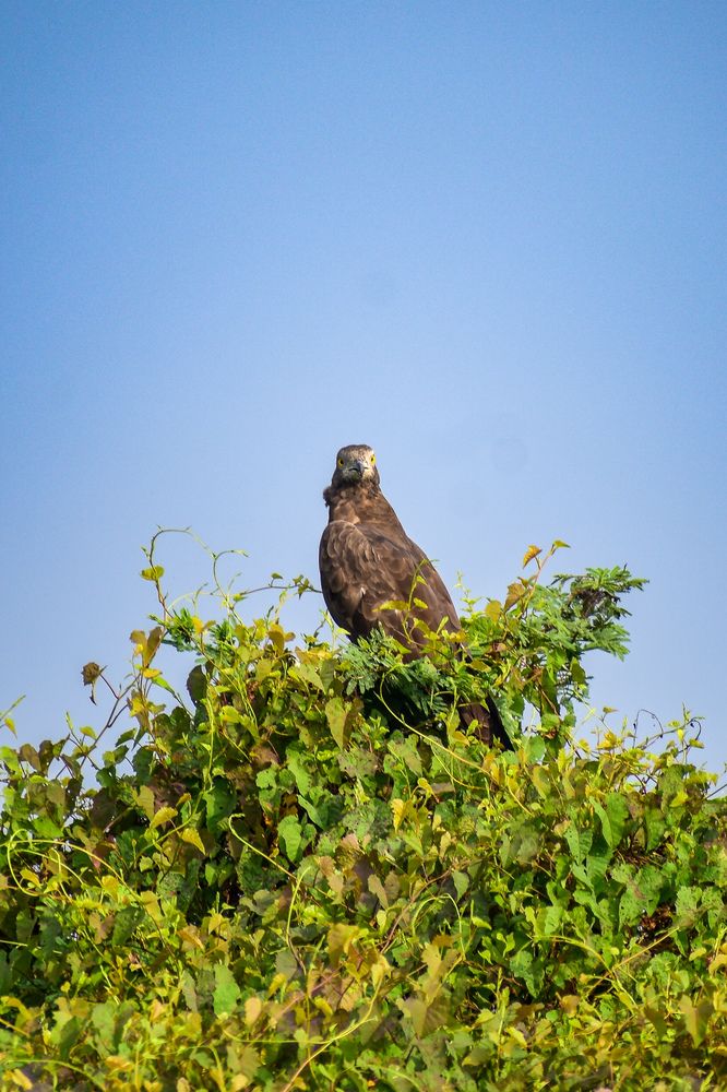 Guardian of the Canopy