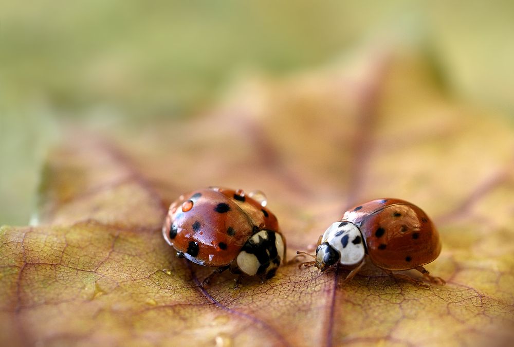 Photograph by Наталья Комиссарова