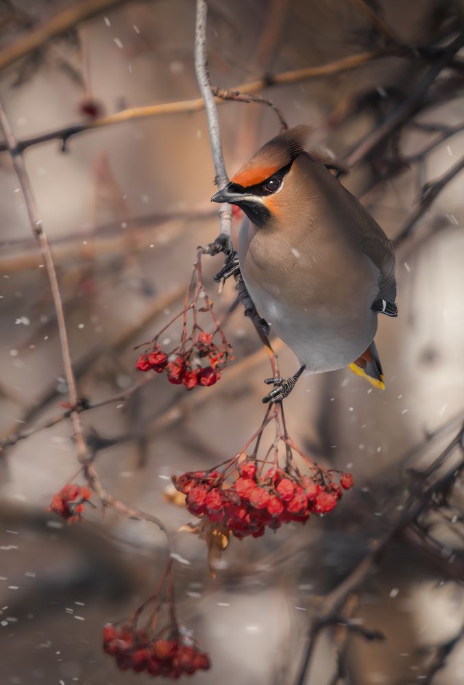 Photograph by Олег Белан