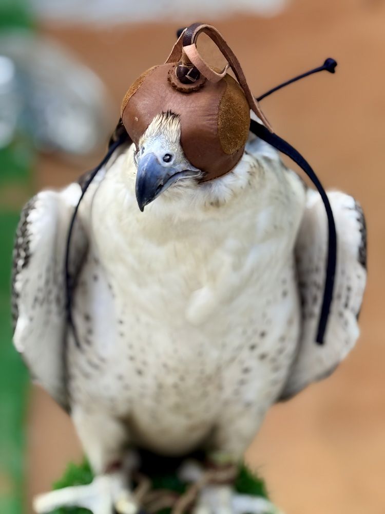 FALCON