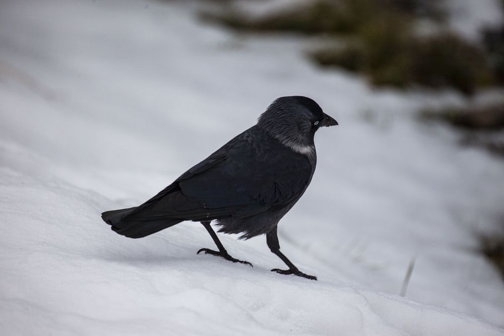 Photograph by Максим Савин