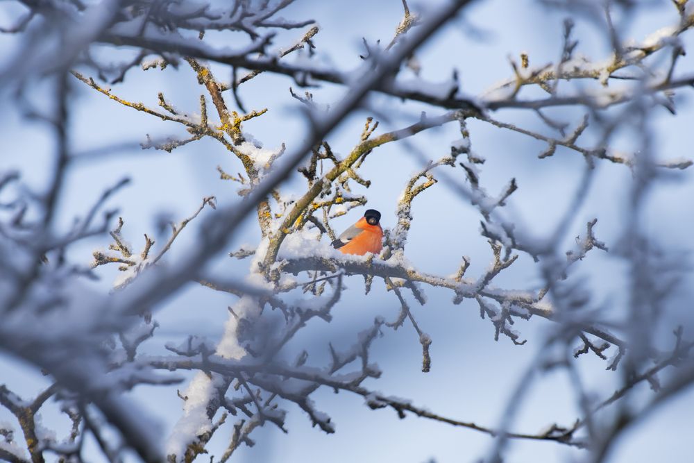 Photograph by Максим Савин
