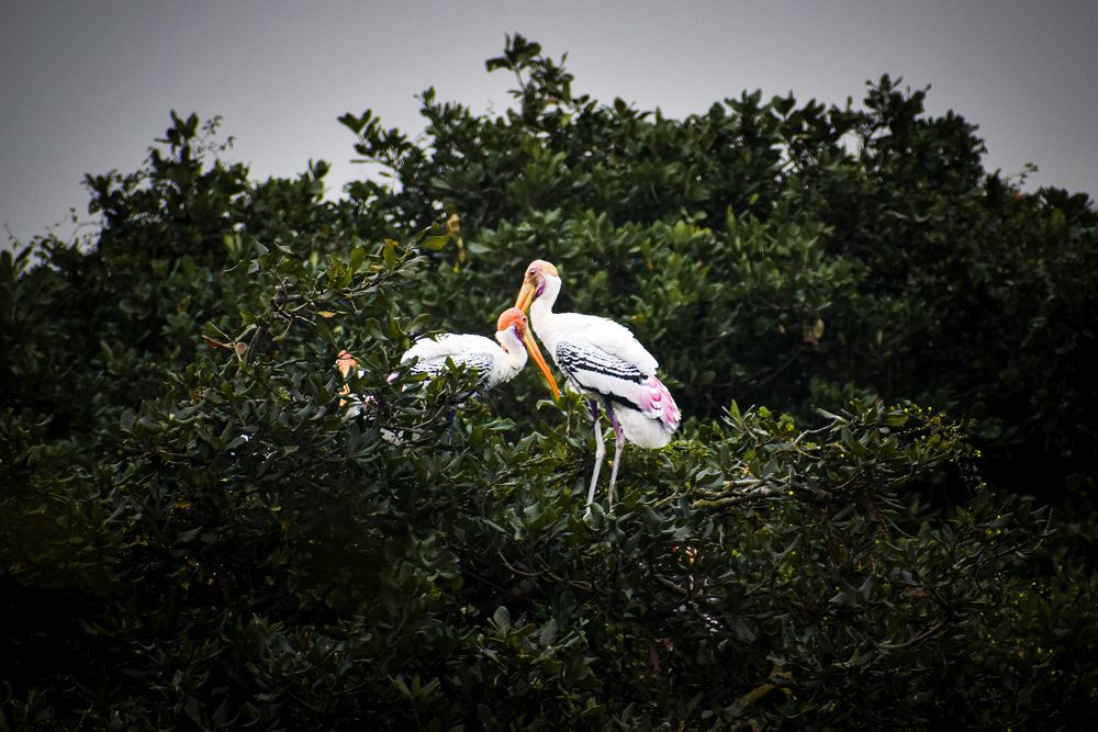 Photograph by Ragulprasanna