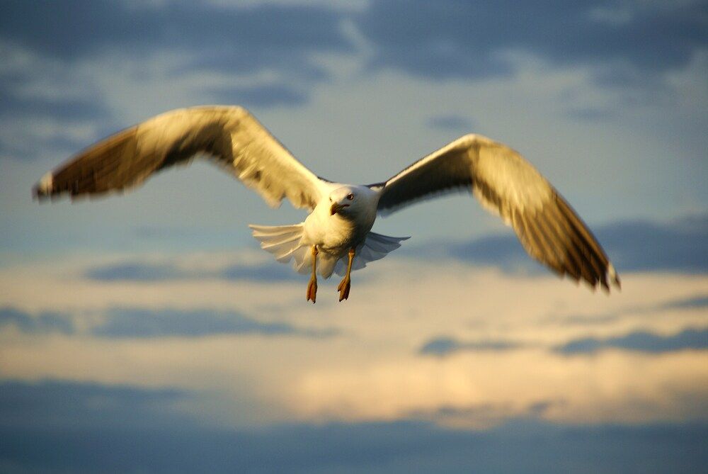 Photograph by Александр Ахоньков