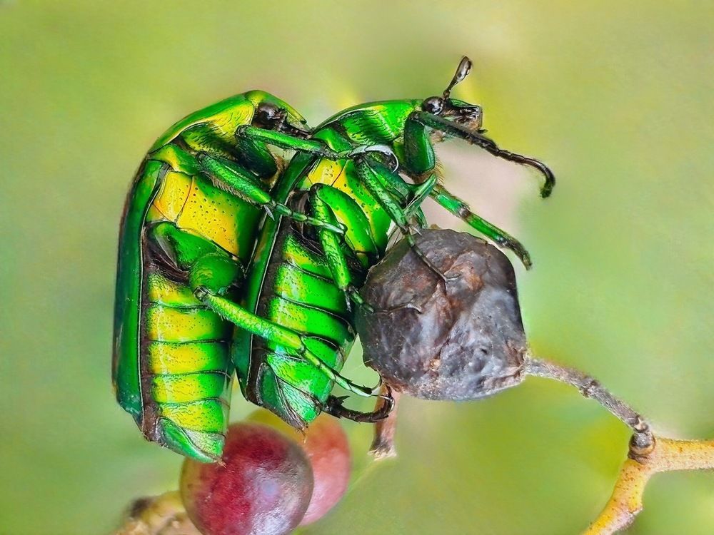 BEETLES