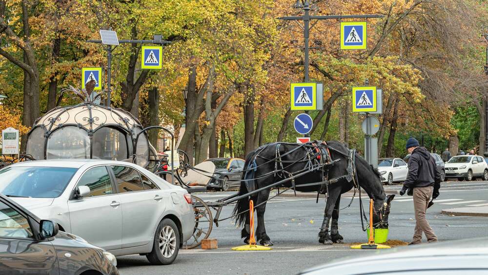 Репортаж с Адмиралтейского проспекта