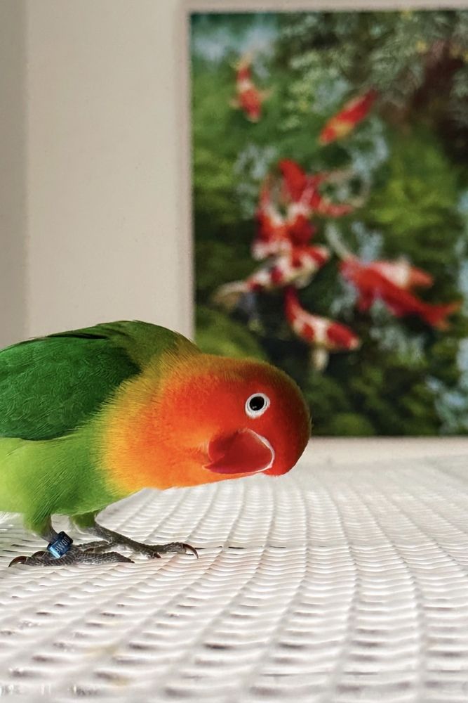 A Splash of Color