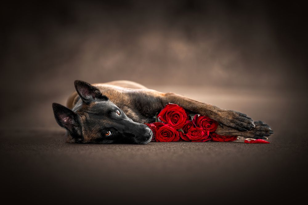Love Lies in Their Paws