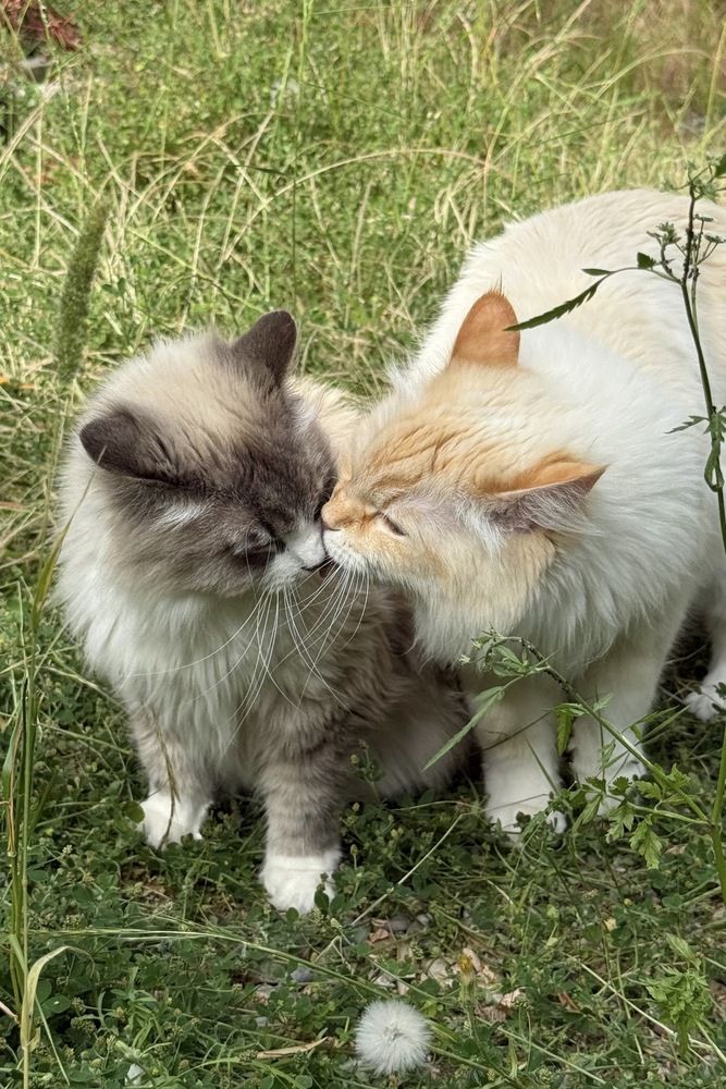 Whisker Waltz