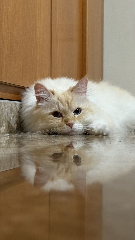 Mirror Nap