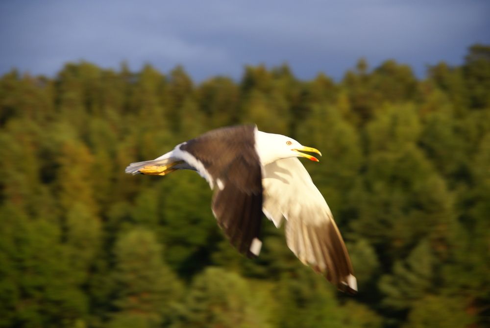 Photograph by Александр Ахоньков