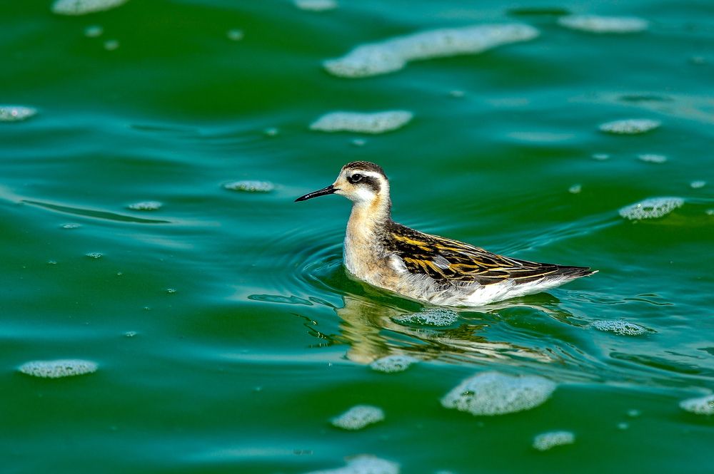 Photograph by Ян Адамсон