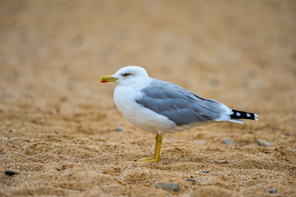Photograph by Ян Адамсон