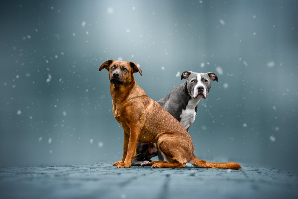 Winter Fairytails