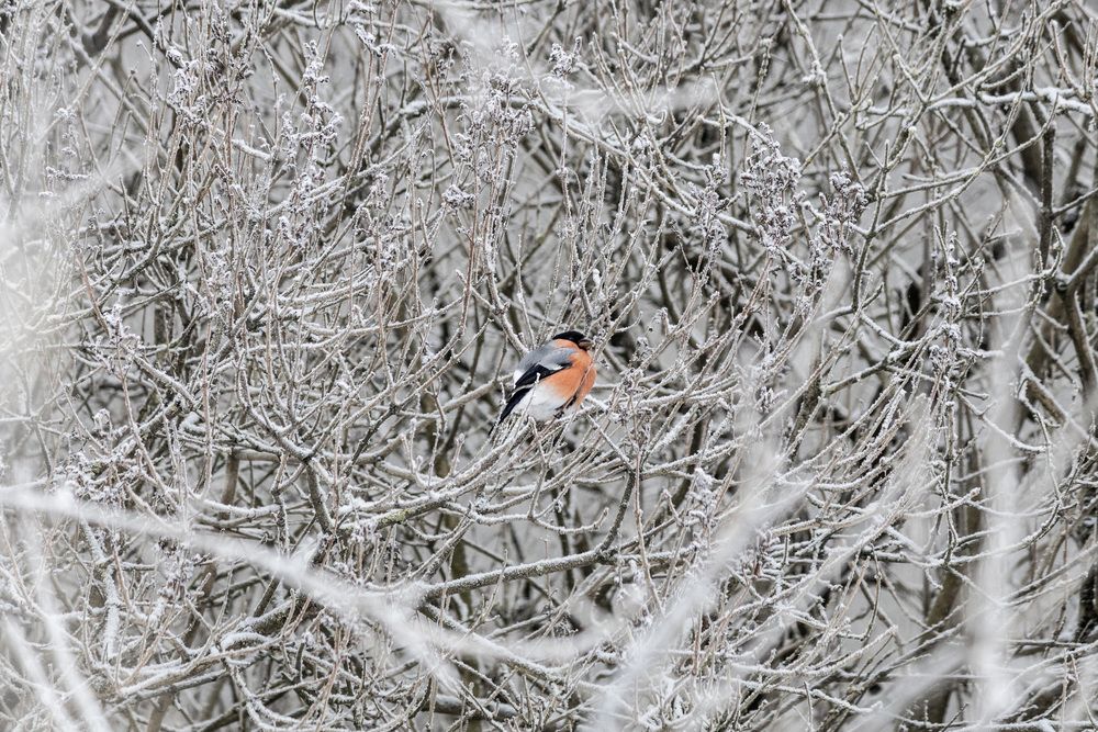 Photograph by Александр Новиков