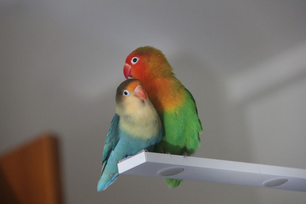 Held in Feathers