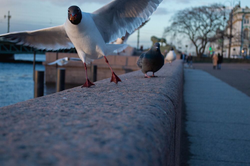 Photo #13252300