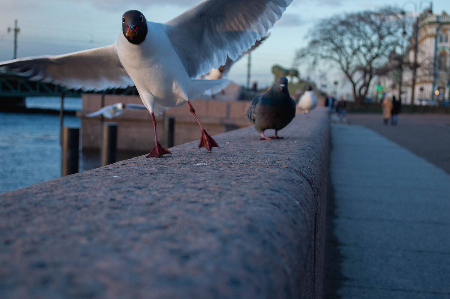 Photo #13252300