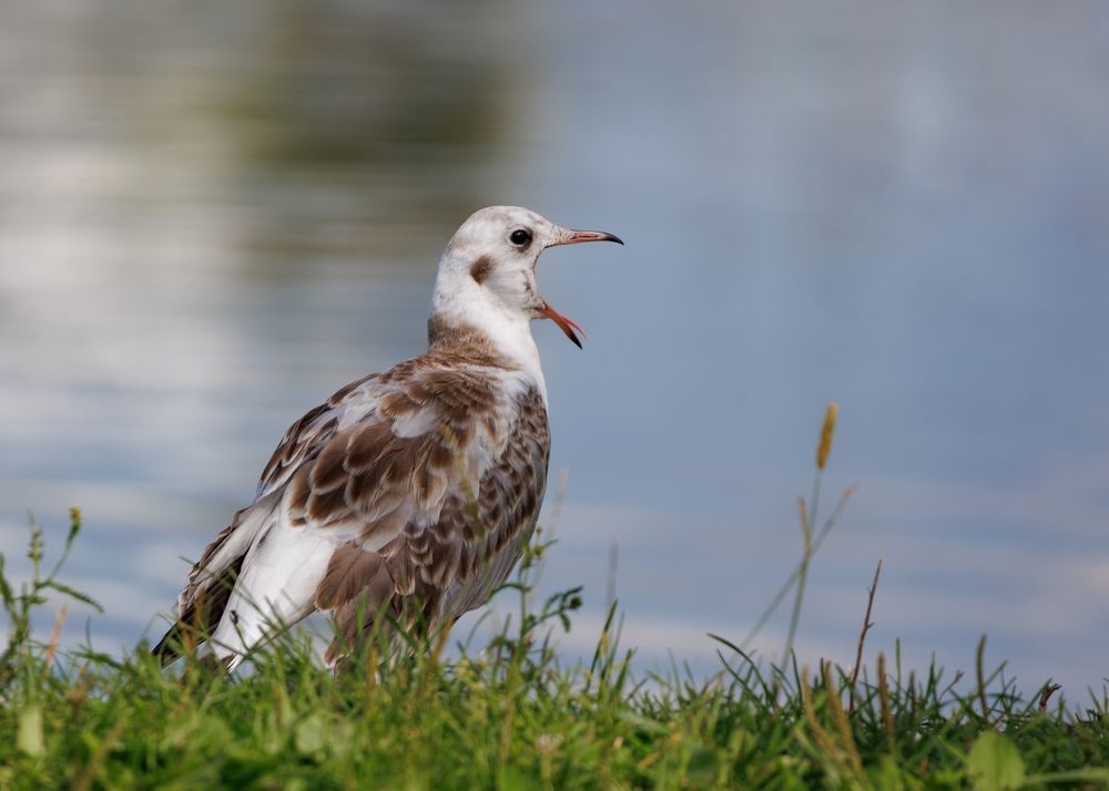 Photograph by Алексей Коврижных