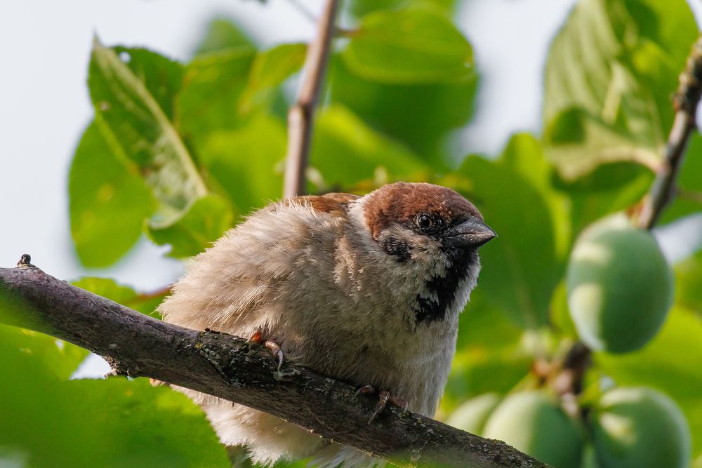 Photograph by Алексей Коврижных