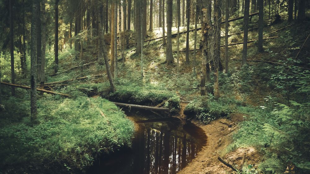 Фотография автора Boris Yakovlev