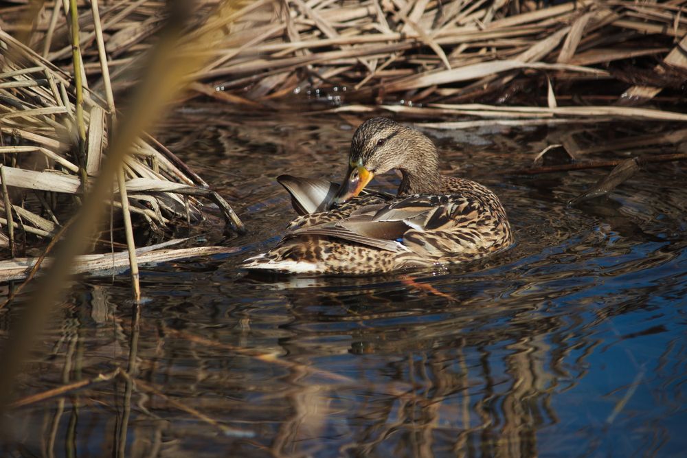 Photograph by Мария Грин (Сычёва)