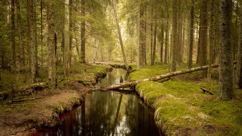 Фотография автора Boris Yakovlev