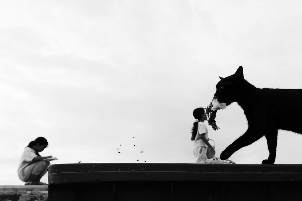 Kucing dan kehidupan