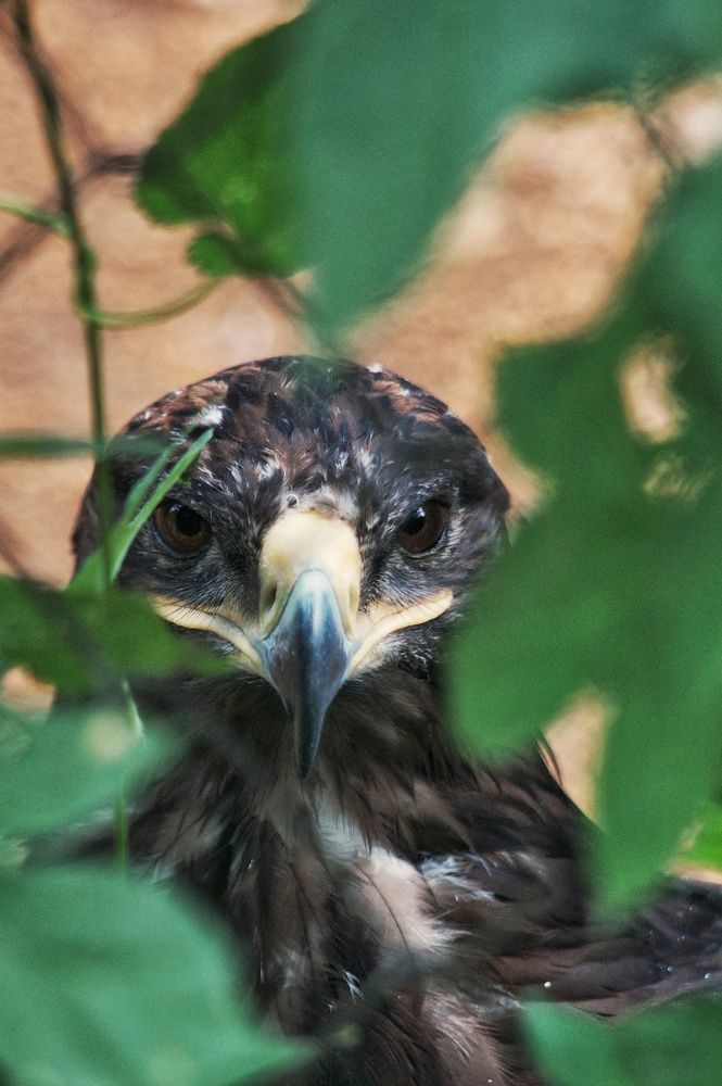 Photograph by Pakhomov Ilya